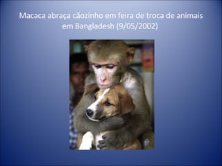 Macaca abraça cãozinho em feira de troca de animais em Bangladesh (9/05/2002)  