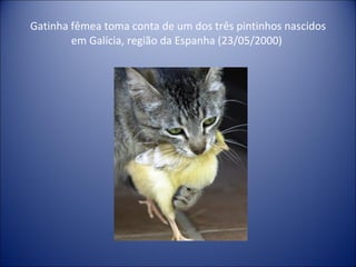 Gatinha fêmea toma conta de um dos três pintinhos nascidos em Galícia, região da Espanha (23/05/2000)  