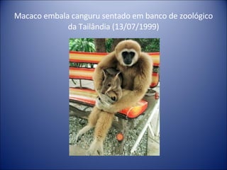 Macaco embala canguru sentado em banco de zoológico da Tailândia (13/07/1999) 