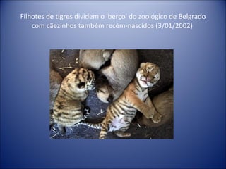 Filhotes de tigres dividem o 'berço' do zoológico de Belgrado com cãezinhos também recém-nascidos (3/01/2002)  