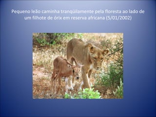Pequeno leão caminha tranqüilamente pela floresta ao lado de um filhote de órix em reserva africana (5/01/2002) 