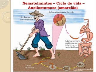 Nematelmintos – Ciclo de vida –
Ancilostomose (amarelão)
 