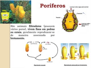 Poríferos
São animais filtradores (possuem
vários poros), vivem fixos em pedras
ou corais, geralmente reproduzem-se
de maneira assexuada por
brotamento.
 