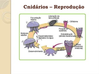Cnidários – Reprodução
 