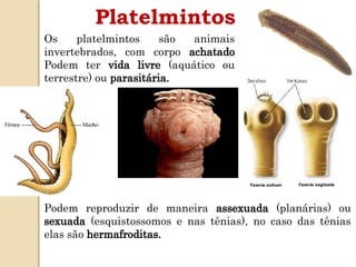 Os platelmintos são animais
invertebrados, com corpo achatado
Podem ter vida livre (aquático ou
terrestre) ou parasitária.
Platelmintos
Podem reproduzir de maneira assexuada (planárias) ou
sexuada (esquistossomos e nas tênias), no caso das tênias
elas são hermafroditas.
 