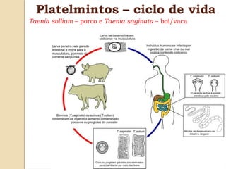 Platelmintos – ciclo de vida
Taenia sollium – porco e Taenia saginata – boi/vaca
 