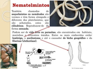 Nematelmintos
Também chamados de
asquelmintos ou nemátodos são
vermes e têm forma alongada e
diferente dos platelmintos, que
são achatados, estes são
cilíndricos. Reproduzem-de de
forma sexuada.
Podem ser de vida livre ou parasitas, são encontrados em habitats,
marinhos e terrestres úmidos. Entre os mais conhecidos estão:
lombriga, o ancilostoma e até o causador do bicho geográfico e da
filariose (elefantíase).
 