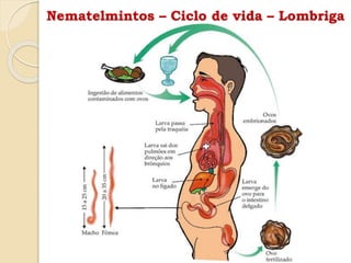Nematelmintos – Ciclo de vida – Lombriga
 