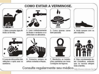 Animais invertebrados   parte 1