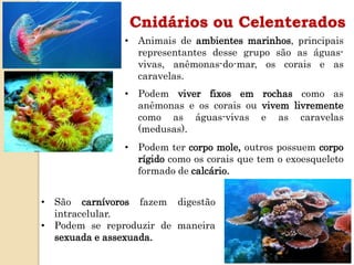 Cnidários ou Celenterados
• Animais de ambientes marinhos, principais
representantes desse grupo são as águas-
vivas, anêmonas-do-mar, os corais e as
caravelas.
• Podem viver fixos em rochas como as
anêmonas e os corais ou vivem livremente
como as águas-vivas e as caravelas
(medusas).
• Podem ter corpo mole, outros possuem corpo
rígido como os corais que tem o exoesqueleto
formado de calcário.
• São carnívoros fazem digestão
intracelular.
• Podem se reproduzir de maneira
sexuada e assexuada.
 