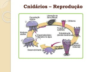 Cnidários – Reprodução
 