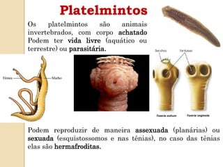 Os platelmintos são animais
invertebrados, com corpo achatado
Podem ter vida livre (aquático ou
terrestre) ou parasitária.
Platelmintos
Podem reproduzir de maneira assexuada (planárias) ou
sexuada (esquistossomos e nas tênias), no caso das tênias
elas são hermafroditas.
 