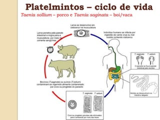 Platelmintos – ciclo de vida
Taenia sollium – porco e Taenia saginata – boi/vaca
 