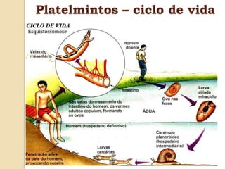 Platelmintos – ciclo de vida
 