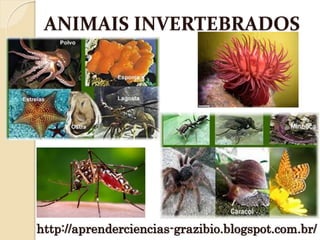 ANIMAIS INVERTEBRADOS
http://aprenderciencias-grazibio.blogspot.com.br/
 