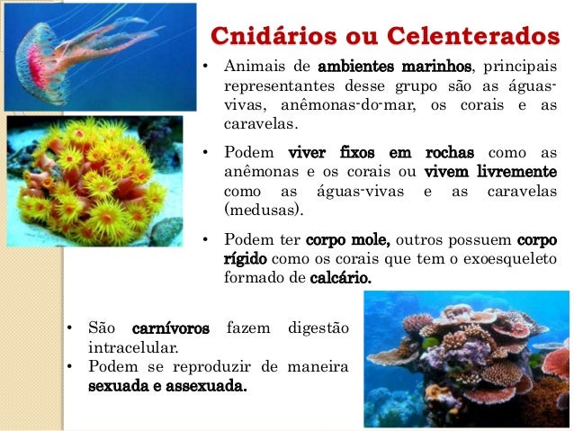 Quais São Os Invertebrados Que Vivem Em Meio Aquático? – ICXLO