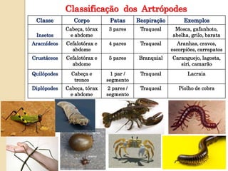 Classificação dos Artrópodes
Classe Corpo Patas Respiração Exemplos
Insetos
Cabeça, tórax
e abdome
3 pares Traqueal Mosca, gafanhoto,
abelha, grilo, barata
Aracnídeos Cefalotórax e
abdome
4 pares Traqueal Aranhas, cravos,
escorpiões, carrapatos
Crustáceos Cefalotórax e
abdome
5 pares Branquial Caranguejo, lagosta,
siri, camarão
Quilópodes Cabeça e
tronco
1 par /
segmento
Traqueal Lacraia
Diplópodes Cabeça, tórax
e abdome
2 pares /
segmento
Traqueal Piolho de cobra
 