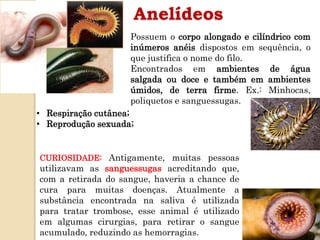 Anelídeos
Possuem o corpo alongado e cilíndrico com
inúmeros anéis dispostos em sequência, o
que justifica o nome do filo.
Encontrados em ambientes de água
salgada ou doce e também em ambientes
úmidos, de terra firme. Ex.: Minhocas,
poliquetos e sanguessugas.
• Respiração cutânea;
• Reprodução sexuada;
CURIOSIDADE: Antigamente, muitas pessoas
utilizavam as sanguessugas acreditando que,
com a retirada do sangue, haveria a chance de
cura para muitas doenças. Atualmente a
substância encontrada na saliva é utilizada
para tratar trombose, esse animal é utilizado
em algumas cirurgias, para retirar o sangue
acumulado, reduzindo as hemorragias.
 