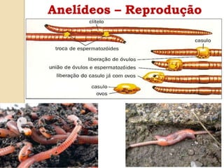 Anelídeos – Reprodução
 