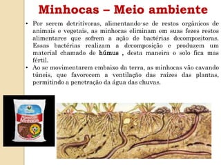 Minhocas – Meio ambiente
• Por serem detritívoras, alimentando-se de restos orgânicos de
animais e vegetais, as minhocas eliminam em suas fezes restos
alimentares que sofrem a ação de bactérias decompositoras.
Essas bactérias realizam a decomposição e produzem um
material chamado de húmus , desta maneira o solo fica mas
fértil.
• Ao se movimentarem embaixo da terra, as minhocas vão cavando
túneis, que favorecem a ventilação das raízes das plantas,
permitindo a penetração da água das chuvas.
 