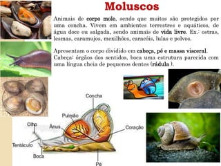 Moluscos
Apresentam o corpo dividido em cabeça, pé e massa visceral.
Cabeça: órgãos dos sentidos, boca uma estrutura parecida com
uma língua cheia de pequenos dentes (rádula ).
Animais de corpo mole, sendo que muitos são protegidos por
uma concha. Vivem em ambientes terrestres e aquáticos, de
água doce ou salgada, sendo animais de vida livre. Ex.: ostras,
lesmas, caramujos, mexilhões, caracóis, lulas e polvos.
 