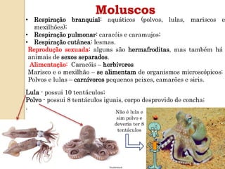 Moluscos
• Respiração branquial: aquáticos (polvos, lulas, mariscos e
mexilhões);
• Respiração pulmonar: caracóis e caramujos;
• Respiração cutânea: lesmas.
Reprodução sexuada: alguns são hermafroditas, mas também há
animais de sexos separados.
Alimentação: Caracóis – herbívoros
Marisco e o mexilhão – se alimentam de organismos microscópicos;
Polvos e lulas – carnívoros pequenos peixes, camarões e siris.
Lula - possui 10 tentáculos;
Polvo - possui 8 tentáculos iguais, corpo desprovido de concha;
.
Não é lula e
sim polvo e
deveria ter 8
tentáculos
 
