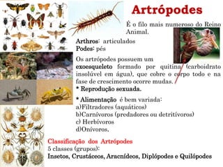 Artrópodes
Os artrópodes possuem um
exoesqueleto formado por quitina (carboidrato
insolúvel em água), que cobre o corpo todo e na
fase de crescimento ocorre mudas.
* Reprodução sexuada.
* Alimentação é bem variada:
a)Filtradores (aquáticos)
b)Carnívoros (predadores ou detritívoros)
c) Herbívoros
d)Onívoros.
É o filo mais numeroso do Reino
Animal.
Classificação dos Artrópodes
5 classes (grupos):
Insetos, Crustáceos, Aracnídeos, Diplópodes e Quilópodes
Arthros: articulados
Podes: pés
 