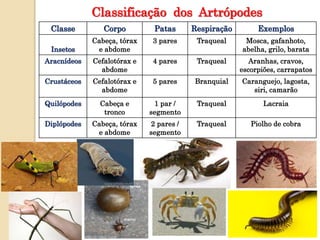 Classificação dos Artrópodes
Classe Corpo Patas Respiração Exemplos
Insetos
Cabeça, tórax
e abdome
3 pares Traqueal Mosca,...