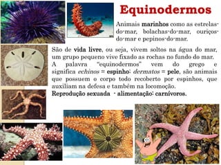 Equinodermos
São de vida livre, ou seja, vivem soltos na água do mar,
um grupo pequeno vive fixado as rochas no fundo do m...