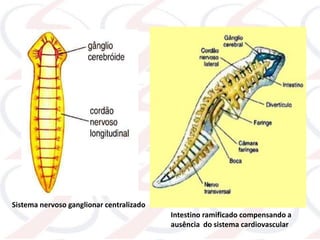 Sistema nervoso ganglionar centralizado
Intestino ramificado compensando a
ausência do sistema cardiovascular
 