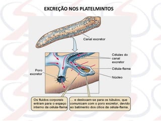 EXCREÇÃO NOS PLATELMINTOS
 