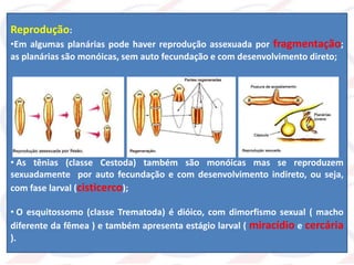 Reprodução:
•Em algumas planárias pode haver reprodução assexuada por fragmentação;
as planárias são monóicas, sem auto fecundação e com desenvolvimento direto;
• As tênias (classe Cestoda) também são monóicas mas se reproduzem
sexuadamente por auto fecundação e com desenvolvimento indireto, ou seja,
com fase larval (cisticerco);
• O esquitossomo (classe Trematoda) é dióico, com dimorfismo sexual ( macho
diferente da fêmea ) e também apresenta estágio larval ( miracídio e cercária
).
 