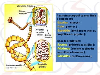 A estrutura corporal de uma Tênia
é dividida em:
-Escólex ( cabeça );
-Colo ( pescoço );
-Estróbilo ( dividido em anéis ou
proglotides ou prglotes );
Tipos de proglotides:
-Jovens ( próximos ao escólex );
-Maduras ( contém as gônadas
masculinas e femininas );
-Grávidas ( contém os ovos );
 