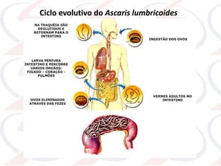 Ciclo evolutivo do Ascaris lumbricoides
 