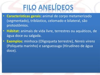 • Características gerais: animal de corpo metamerizado
(segmentado), triblástico, celomado e bilateral, são
protostômios.
• Hábitat: animais de vida livre, terrestres ou aquáticos, de
água doce ou salgada.
• Exemplos: minhoca (Oligoqueta terrestre), Nereis virens
(Poliqueta marinho) e sanguessuga (Hirudíneo de água
doce).
 