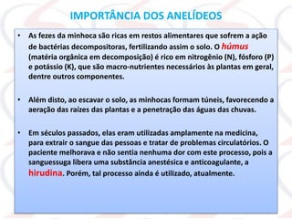 IMPORTÂNCIA DOS ANELÍDEOS
• As fezes da minhoca são ricas em restos alimentares que sofrem a ação
de bactérias decompositoras, fertilizando assim o solo. O húmus
(matéria orgânica em decomposição) é rico em nitrogênio (N), fósforo (P)
e potássio (K), que são macro-nutrientes necessários às plantas em geral,
dentre outros componentes.
• Além disto, ao escavar o solo, as minhocas formam túneis, favorecendo a
aeração das raízes das plantas e a penetração das águas das chuvas.
• Em séculos passados, elas eram utilizadas amplamente na medicina,
para extrair o sangue das pessoas e tratar de problemas circulatórios. O
paciente melhorava e não sentia nenhuma dor com este processo, pois a
sanguessuga libera uma substância anestésica e anticoagulante, a
hirudina. Porém, tal processo ainda é utilizado, atualmente.
 