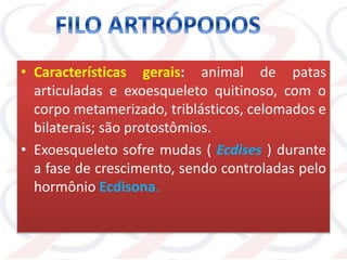 • Características gerais: animal de patas
articuladas e exoesqueleto quitinoso, com o
corpo metamerizado, triblásticos, celomados e
bilaterais; são protostômios.
• Exoesqueleto sofre mudas ( Ecdises ) durante
a fase de crescimento, sendo controladas pelo
hormônio Ecdisona.
 