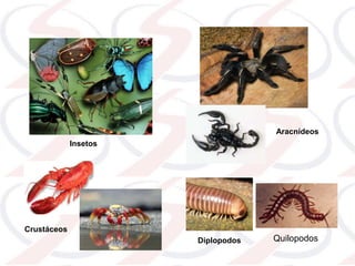 Insetos
Crustáceos
Aracnídeos
Diplopodos Quilopodos
 