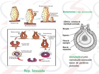 Gemulação é uma
reprodução assexuada
tipica de poríferos
dulcícolas
Brotamento ( rep. assexuada )
Rep. Sexuada
 