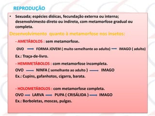 REPRODUÇÃO
• Sexuada; espécies dióicas, fecundação externa ou interna;
desenvolvimesto direto ou indireto, com metamorfose gradual ou
completa.
Desenvolvimento quanto à metamorfose nos insetos:
- AMETÁBOLOS : sem metamorfose.
OVO FORMA JOVEM ( muito semelhante ao adulto) IMAGO ( adulto)
Ex.: Traça-de-livro.
- HEMIMETÁBOLOS : com metamorfose incompleta.
OVO NINFA ( semelhante ao adulto ) IMAGO
Ex.: Cupins, gafanhotos, cigarra, barata.
- HOLOMETÁBOLOS : com metamorfose completa.
OVO LARVA PUPA ( CRISÁLIDA ) IMAGO
Ex.: Borboletas, moscas, pulgas.
 