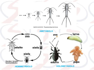 AMETÁBOLO
HEMIMETÁBOLO HOLOMETÁBOLO
 