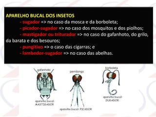 APARELHO BUCAL DOS INSETOS
- sugador => no caso da mosca e da borboleta;
- picador-sugador => no caso dos mosquitos e dos piolhos;
- mastigador ou triturador => no caso do gafanhoto, do grilo,
da barata e dos besouros;
- pungitivo => o caso das cigarras; e
- lambedor-sugador => no caso das abelhas.
 