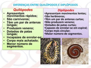 DIFERENÇAS ENTRE QUILÓPODOS E DIPLÓPODOS
Quilópodes
• Apresentam
movimentos rápidos;
• São carnívoros;
• Têm um par de antenas
longas;
• Produzem veneno;
• Dotados de patas
longas;
• Incapazes de enrolar-se;
• Corpo mais achatado;
• Menor número de
segmentos.
Diplópodes
•Apresentam movimentos lentos;
•São herbívoros;
•Têm um par de antenas curtas;
•Não produzem veneno;
•Dotados de patas curtas;
•Capazes de enrolar-se em espiral;
•Corpo mais circular;
•Maior número de segmentos.
 