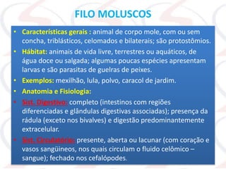 FILO MOLUSCOS
• Características gerais : animal de corpo mole, com ou sem
concha, triblásticos, celomados e bilaterais; são protostômios.
• Hábitat: animais de vida livre, terrestres ou aquáticos, de
água doce ou salgada; algumas poucas espécies apresentam
larvas e são parasitas de guelras de peixes.
• Exemplos: mexilhão, lula, polvo, caracol de jardim.
• Anatomia e Fisiologia:
• Sist. Digestivo: completo (intestinos com regiões
diferenciadas e glândulas digestivas associadas); presença da
rádula (exceto nos bivalves) e digestão predominantemente
extracelular.
• Sist. Circulatório: presente, aberta ou lacunar (com coração e
vasos sangüineos, nos quais circulam o fluido celômico –
sangue); fechado nos cefalópodes.
 