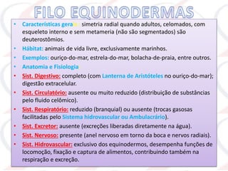 • Características gerais : simetria radial quando adultos, celomados, com
esqueleto interno e sem metameria (não são segmentados) são
deuterostômios.
• Hábitat: animais de vida livre, exclusivamente marinhos.
• Exemplos: ouriço-do-mar, estrela-do-mar, bolacha-de-praia, entre outros.
• Anatomia e Fisiologia:
• Sist. Digestivo: completo (com Lanterna de Aristóteles no ouriço-do-mar);
digestão extracelular.
• Sist. Circulatório: ausente ou muito reduzido (distribuição de substâncias
pelo fluido celômico).
• Sist. Respiratório: reduzido (branquial) ou ausente (trocas gasosas
facilitadas pelo Sistema hidrovascular ou Ambulacrário).
• Sist. Excretor: ausente (excreções liberadas diretamente na água).
• Sist. Nervoso: presente (anel nervoso em torno da boca e nervos radiais).
• Sist. Hidrovascular: exclusivo dos equinodermos, desempenha funções de
locomoção, fixação e captura de alimentos, contribuindo também na
respiração e excreção.
 