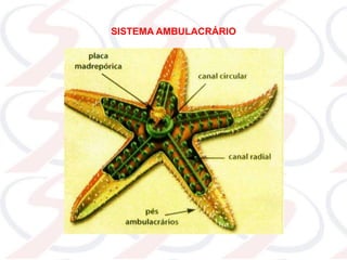 SISTEMA AMBULACRÁRIO
 