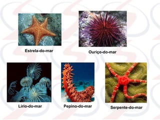 Estrela-do-mar Ouriço-do-mar
Lírio-do-mar Pepino-do-mar Serpente-do-mar
 