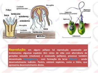 Reprodução: em alguns pólipos há reprodução assexuada por
brotamento; algumas espécies têm ciclos de vida com alternância de
gerações sexuada (medusas) e assexuada (pólipos), processo também
denominado Metagênese, com formação da larva Plânula , sendo
desenvolvimento indireto. Porém, existem espécies, como a Hidra, que
apresenta desenvolvimento direto.
 