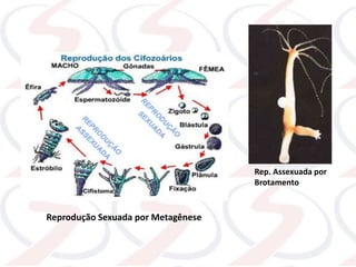 Reprodução Sexuada por Metagênese
Rep. Assexuada por
Brotamento
 