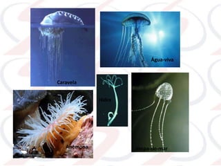 Caravela
Água-viva
Anêmona
Hidra
Vespa-do-mar
 